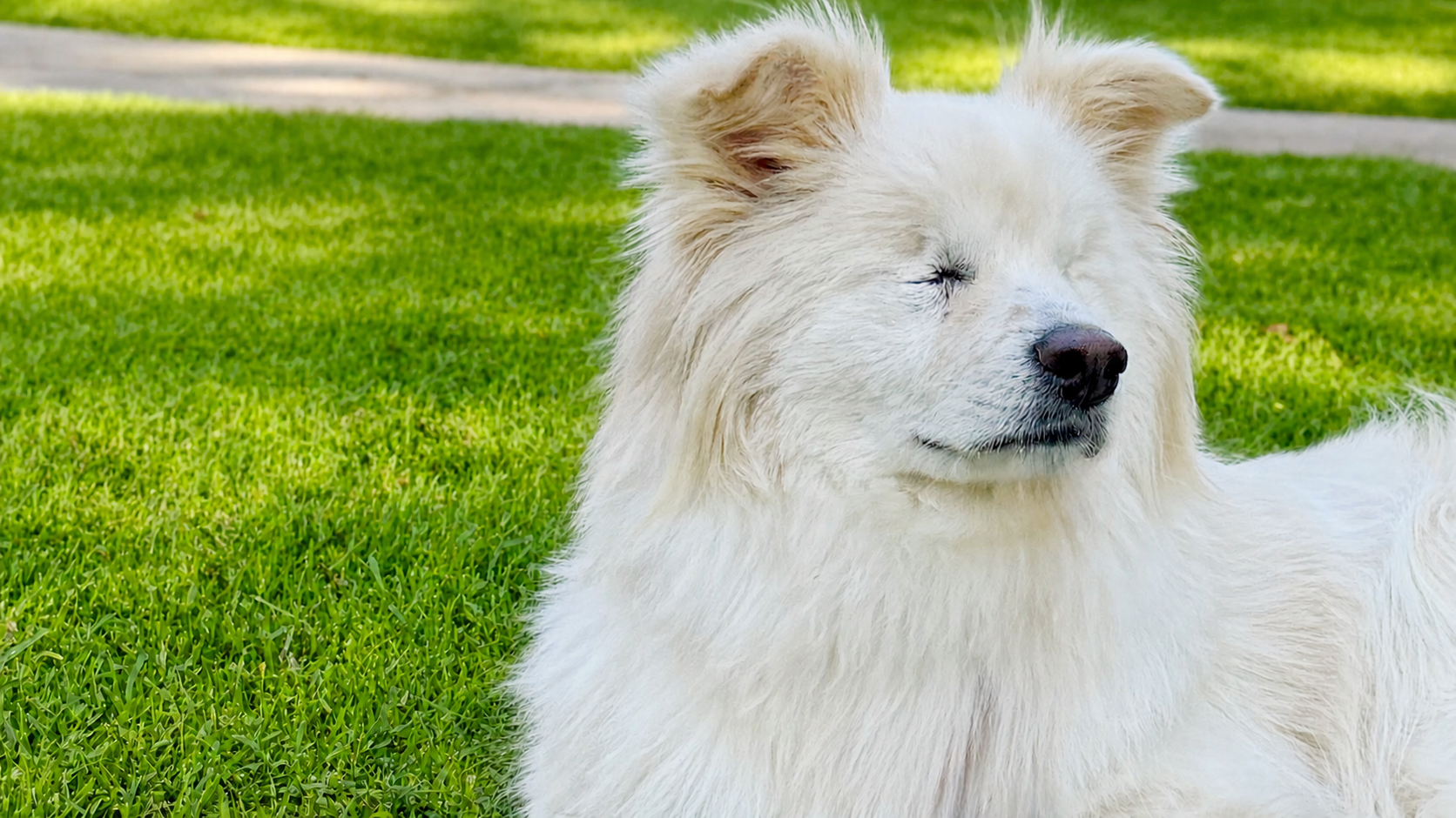 Blind Dog Gallery