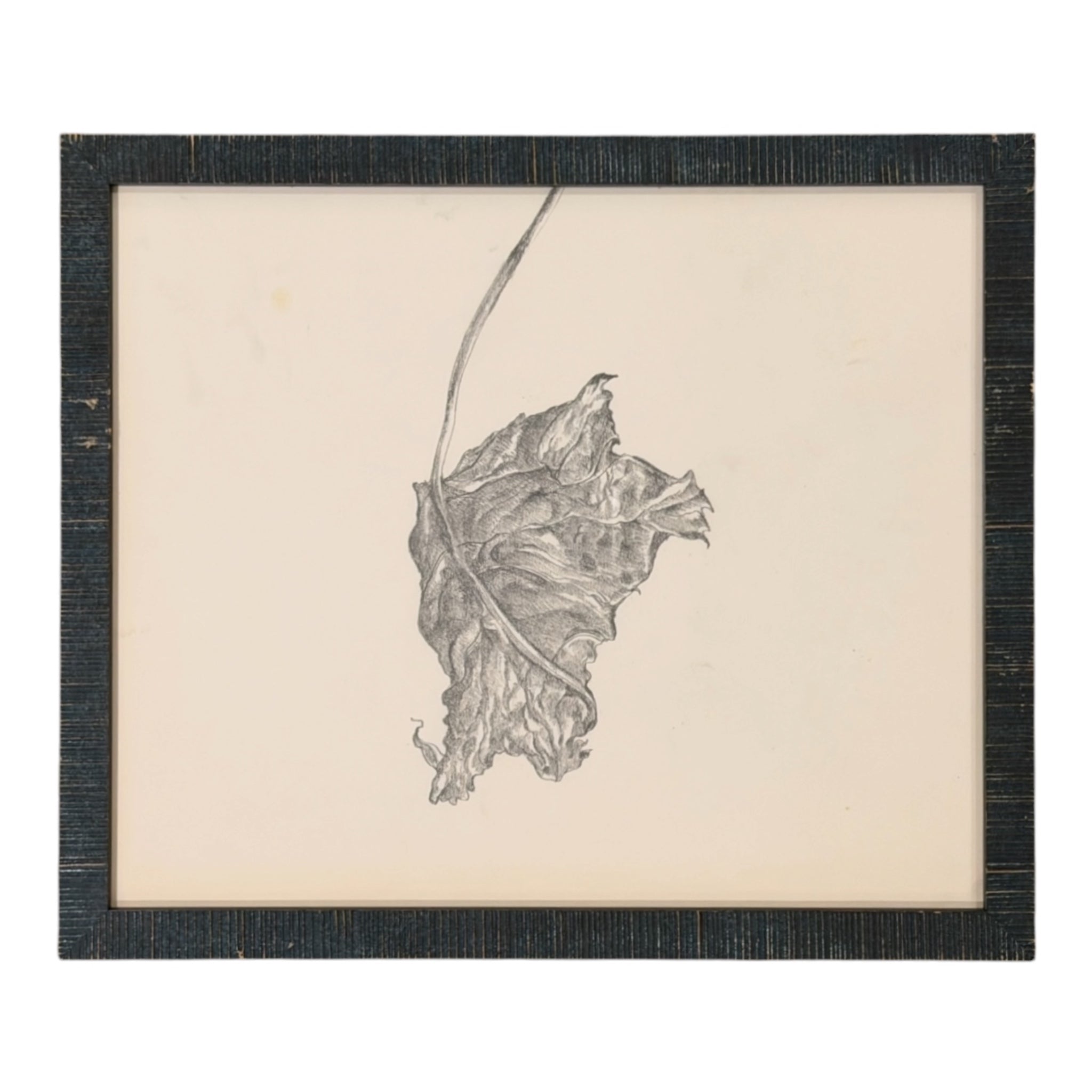 Meticulous Graphite Drawing of a Suspended Leaf in Custom Charcoal Striated Wood Frame