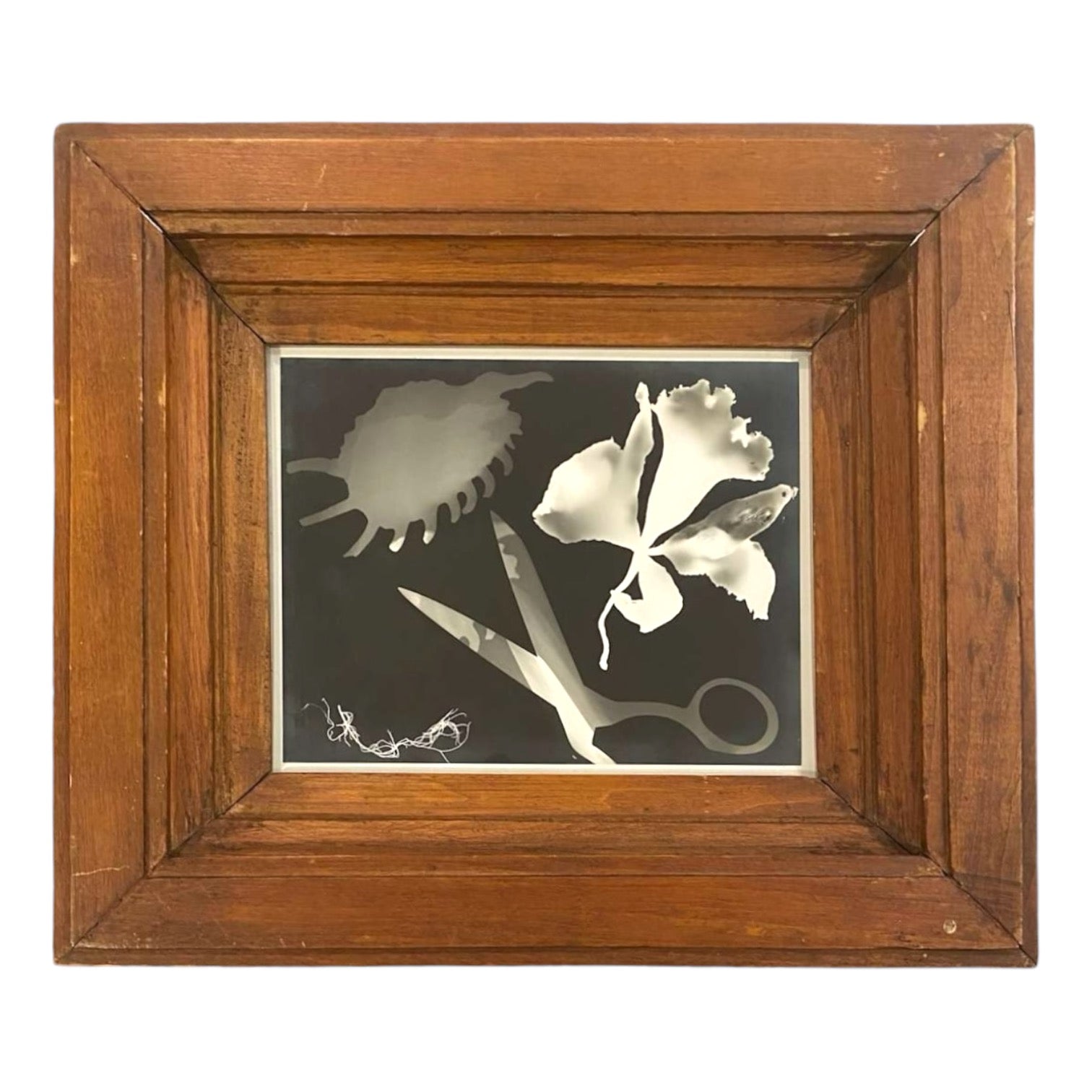 Striking High-Contrast Photogram Presented in Antique Wood Frame